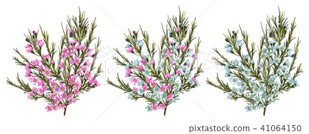 Chamaelaucium (waxflower) Blue and pink flowers Chamaelaucium (waxflower) Blue and pink flowers 41064150