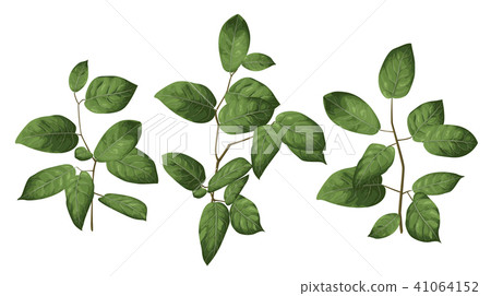 Leaves and branches of an evergreen salal, shallon Leaves and branches of an evergreen salal, shallon 41064152