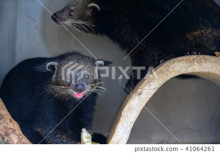Asian Palm Civet 41064261