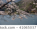 櫻吹雪 櫻吹雪 41065037