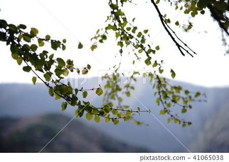 綠葉 綠葉 41065038