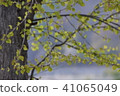 春天的葉子 春天的葉子 41065049