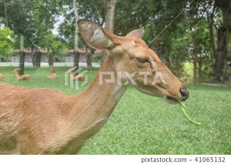 Closeup of deer eat long bean with natural Closeup of deer eat long bean with natural 41065132