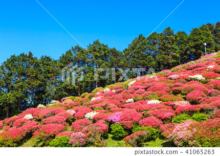 Nagakushiyama Azalea Festival [Kagamachi Town, Sasebo City, Nagasaki Prefecture] 41065263