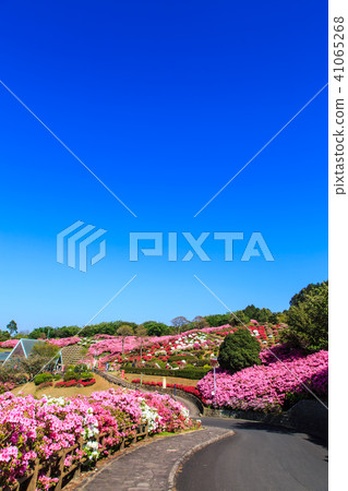 Nagakushiyama Azalea Festival [Kagamachi Town, Sasebo City, Nagasaki Prefecture] 41065268