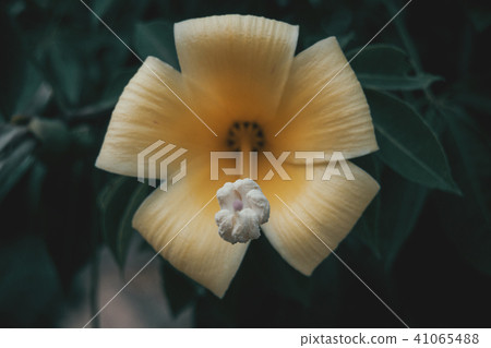 yellow flower of chorisia 41065488