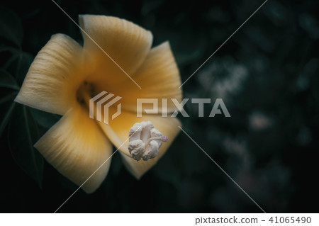 Macro of yellow flower pistil 41065490