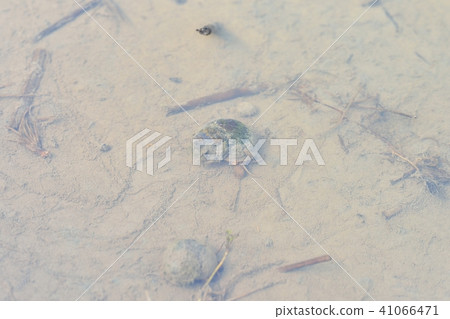 米領域蝸牛蝸牛。 *產品詳細名稱未知。 41066471