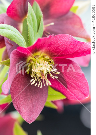 Christmas rose 41066593