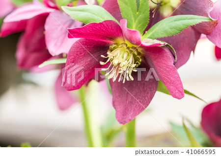 Christmas rose Christmas rose 41066595