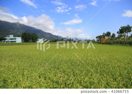 台灣台東Sekiyama 41066755