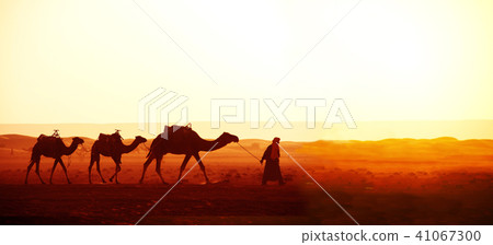 Caravan of camels in Sahara desert, Morocco 41067300