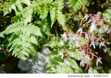 Yukinoshita flower and fern 41067352