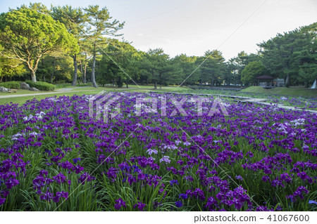 鳶尾花園 鳶尾花園 41067600