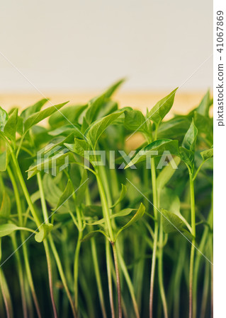 Pepper sprouts seedlings in a covered ground 41067869