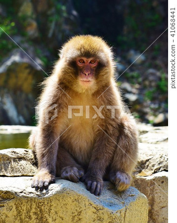 Golden Monkey Golden Monkey 41068441