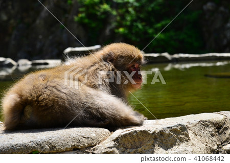 猴子在休息 41068442