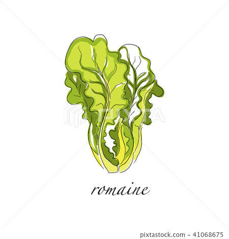 Romaine fresh culinary plant, green seasoning cooking herb hand drawn vector Illustrations on a Romaine fresh culinary plant, green seasoning cooking herb hand drawn vector Illustrations on a 41068675
