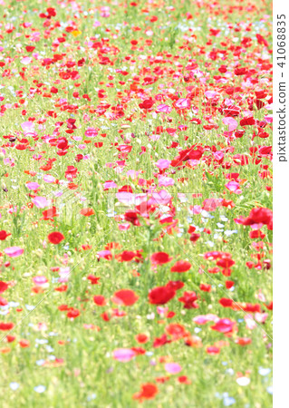 罌粟花田 41068835