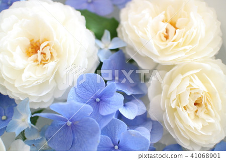 Attraction of hydrangeas and roses 41068901