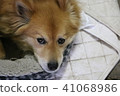A dog 41068986