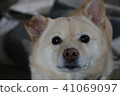 A dog 41069097