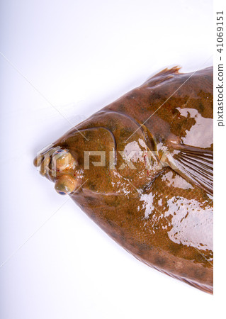 Makogurei成分魚 Makogurei成分魚 41069151