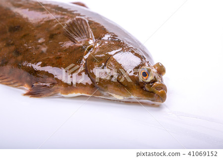 Makogurei成分魚 Makogurei成分魚 41069152