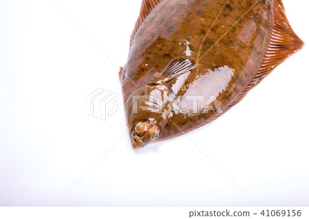 Makogurei成分魚 41069156