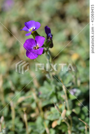 Aubretia flowers Aubretia flowers 41069455