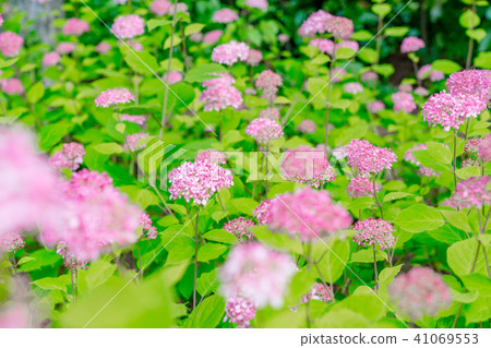 Hydrangea in full bloom Hydrangea in full bloom 41069553