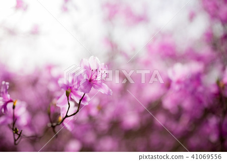 Daisen Mitsuba Azalea Daisen Mitsuba Azalea 41069556