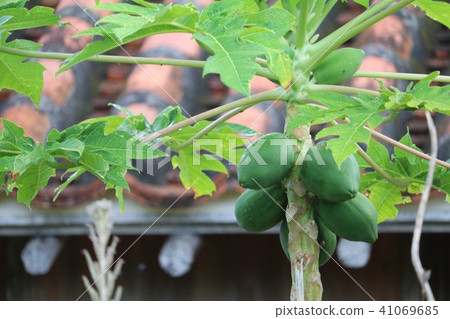 Green papaya Green papaya 41069685