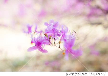 Daisen Mitsuba Azalea Daisen Mitsuba Azalea 41069792