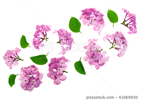 lilac flowers, branches and leaves isolated on white background. Flat lay. Top view 41069930