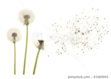 Old dandelion isolated on white background closeup Old dandelion isolated on white background closeup 41069945