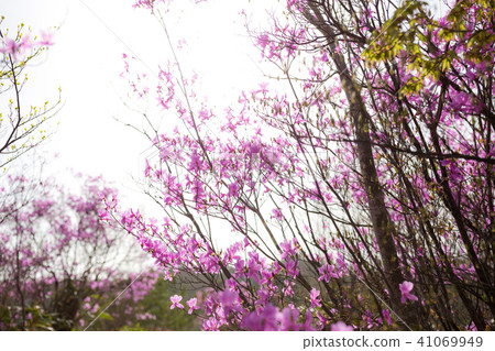 Daisen Mitsuba Azalea Daisen Mitsuba Azalea 41069949