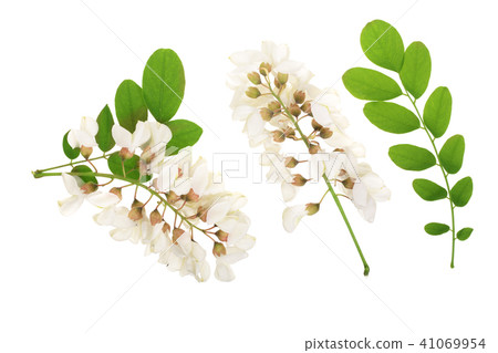 Blossoming acacia with leafs isolated on white background, Acacia flowers, Robinia pseudoacacia 41069954