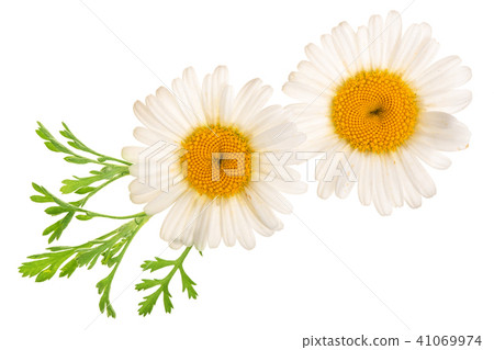 chamomile or daisies with leaves isolated on white background. Top view. Flat lay chamomile or daisies with leaves isolated on white background. Top view. Flat lay 41069974