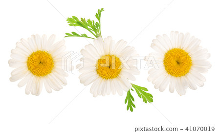 Three chamomile or daisies with leaves isolated on white background. Top view. Flat lay 41070019
