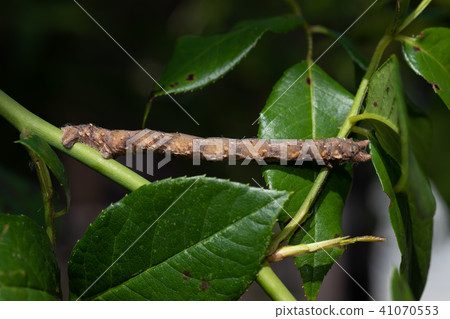 Inchworm Inchworm 41070553