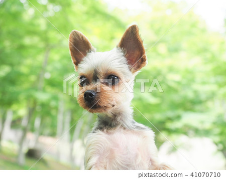 微笑與新綠色的約克夏狗 41070710