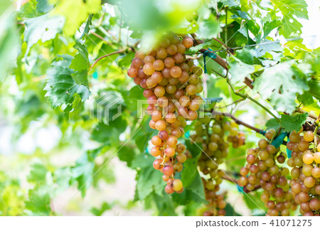 grape in the farm grape in the farm 41071275