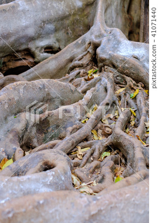 The roots of the fig tree. 41071440