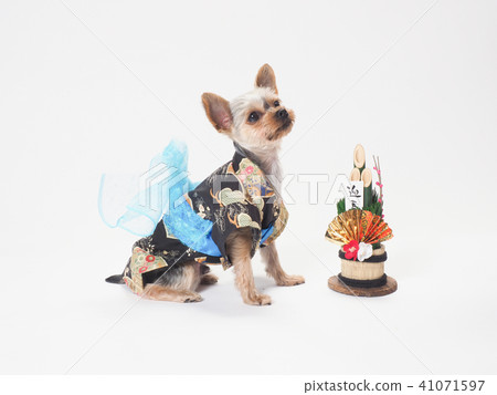 Yorkshire Terrier wearing Kadomatsu and the fine clothes Yorkshire Terrier wearing Kadomatsu and the fine clothes 41071597