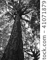 大樹 41071879