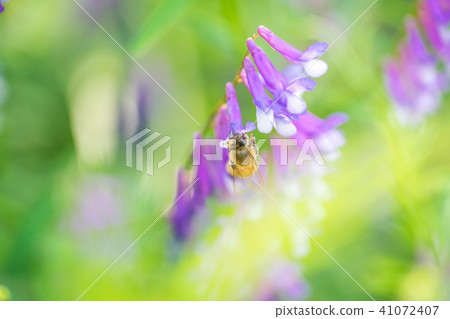 Kusafuji 7197 Kusafuji 7197 41072407