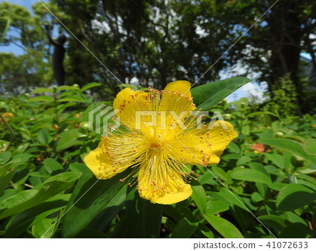 Flowers blooming in the early summer "Hipercam Hide Court" 41072633