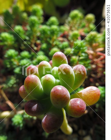 Succulent planting Succulent planting 41073651