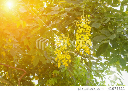 Cassia fistula.Golden Shower Tree  41073811